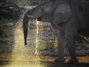 Elefant, Etoscha, Studenten auf Safari, Namibia, Afrika Elephant, Etosha, Students on Tour Namibia, Africa