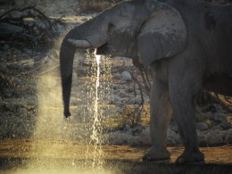 Elephant, Etosha, Students on Tour Namibia, Africa
