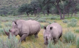 Internship, Namibia, Africa, Rhinos, Safari