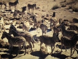Zebras, Waterhole, Safari, Etosha Nationalpark, Internship Namibia, Africa